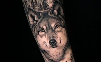 Eddy Tattoo Albox